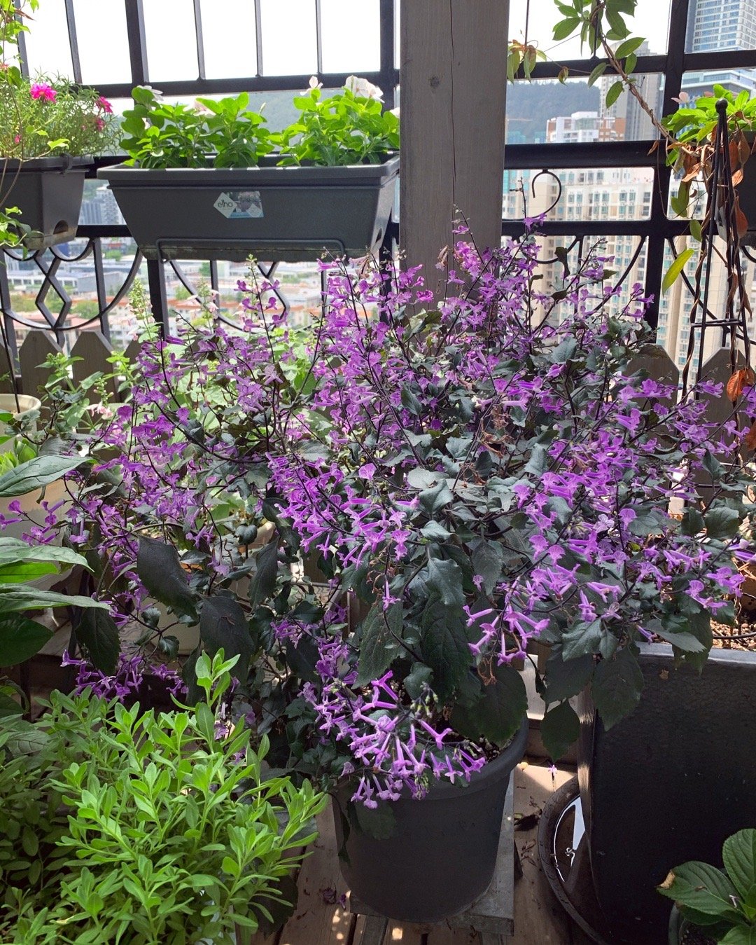 薰衣草花卉植物图片,薰衣草怎么养开花图片