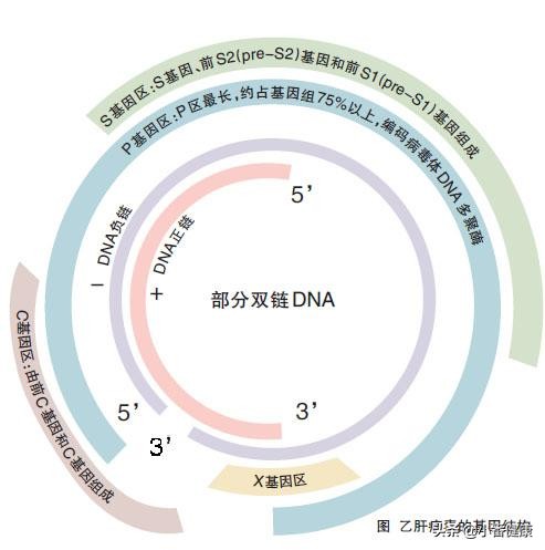 结合病毒基因（DNA），乙肝145阳性者，重视早期肝硬化预防