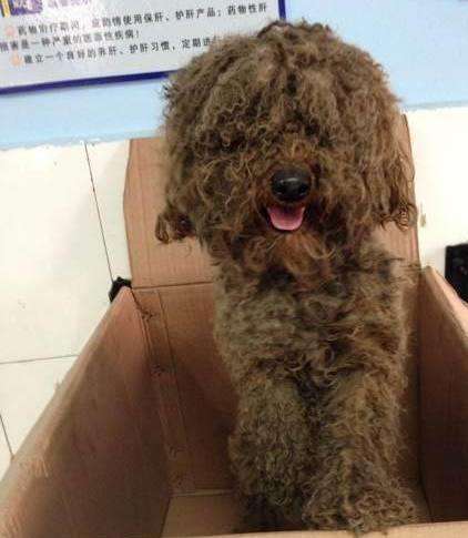 二狗泰迪,泰迪为啥会烂大街