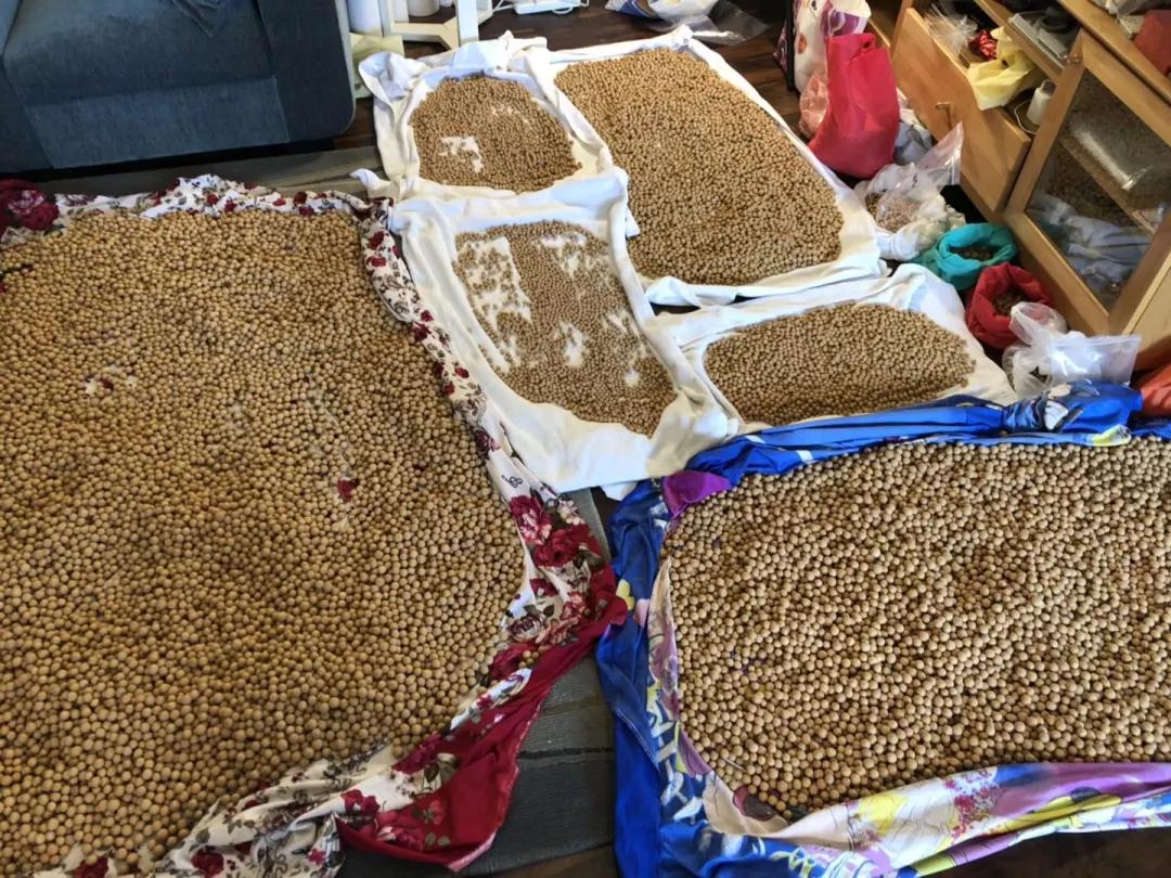 巧克力色的凤眼能盘成牛津红吗,为什么有的凤眼盘不红