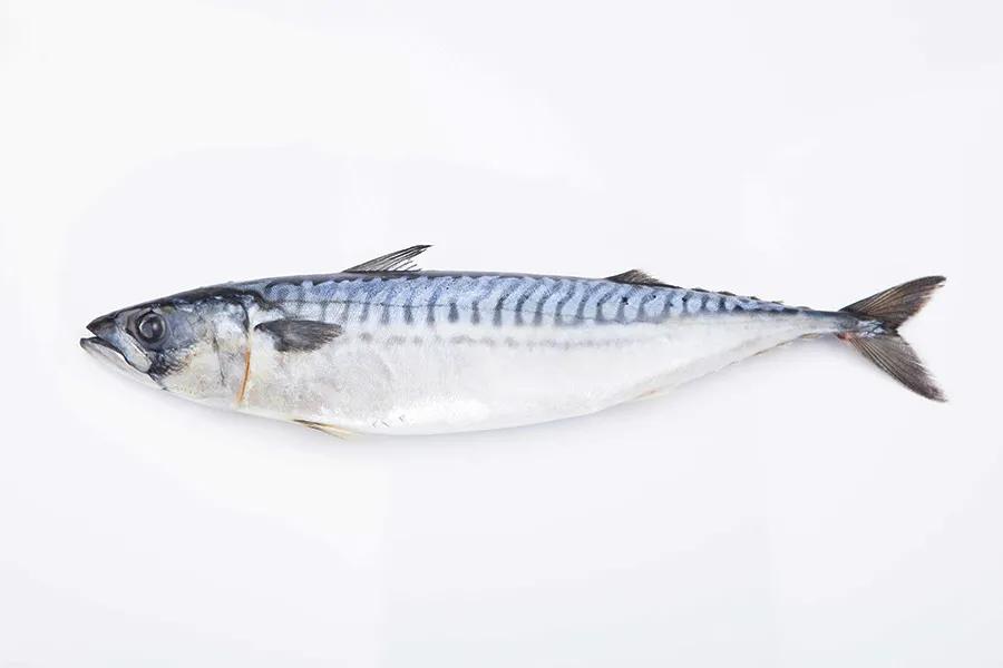 中国本土正宗鱼类品种大全,进口鱼类最新消息