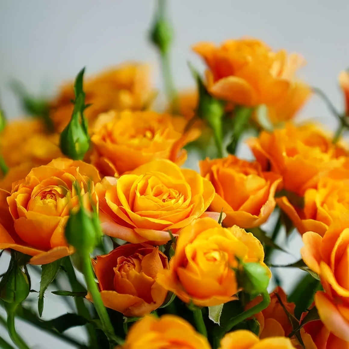 花店必备的5款玫瑰,花店最常用什么品种的玫瑰花