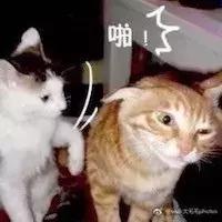 猫薄荷对猫咪有什么危害吗,让猫咪陷入疯狂的猫薄荷