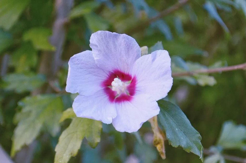 木槿花颜色有哪些,木槿花有哪些颜色