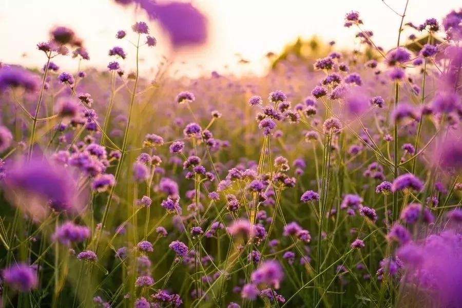 承包你的最美夏天！快来双流这个小普罗旺斯打卡