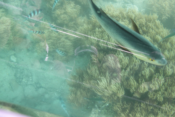 澶у牎绀佺儹姘旂悆,澶у牎绀佹捣娲嬬悆