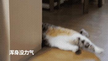 猫有一点点流血是来大姨妈,猫子宫流血是怎么回事