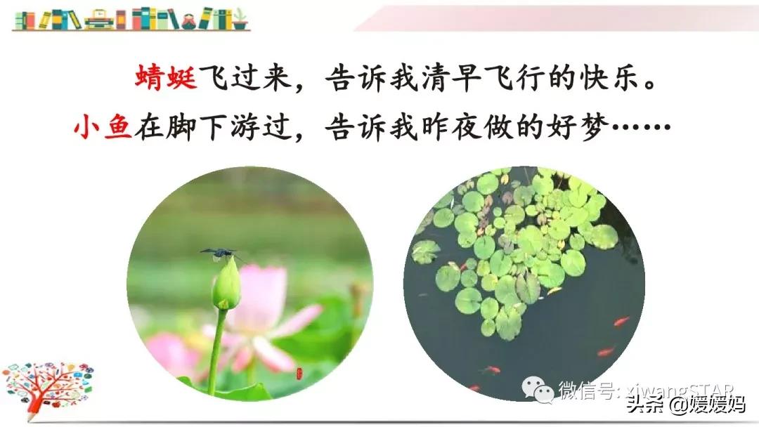 三年级下册荷花ppt课件部编版,三年级下册语文第三课荷花小练笔