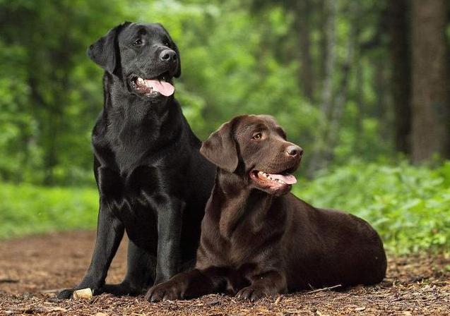 拉布拉多犬怎么养最佳,拉布拉多犬好养吗怎么才能听话