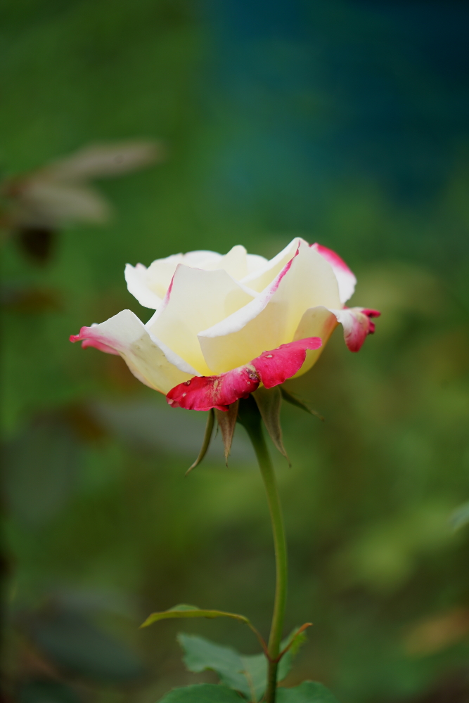 蜗牛与黄鹂鸟口琴,女生吹奏口琴蜗牛与黄鹂鸟