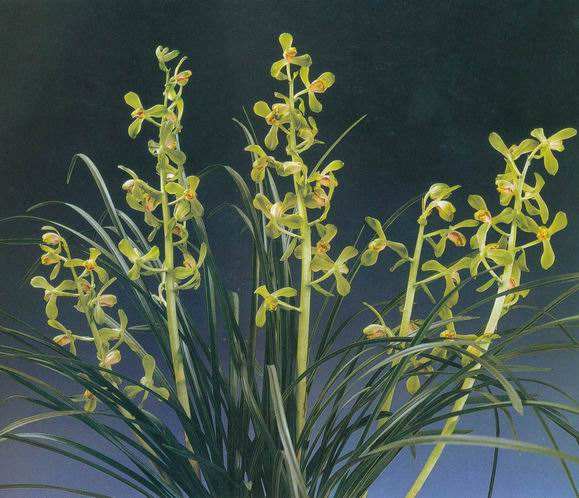 老八种蕙兰花品种,蕙兰新八种价格表