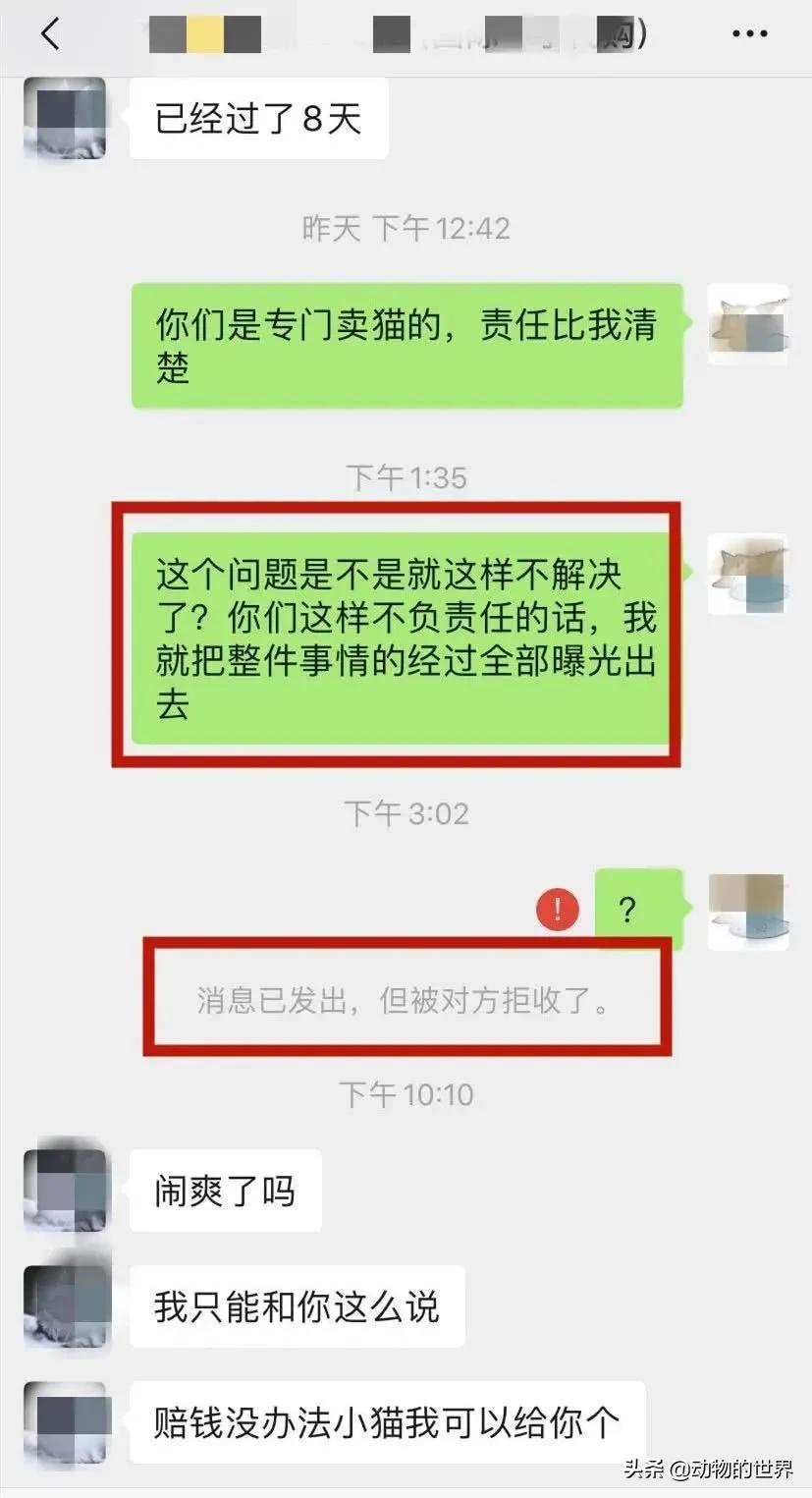在网上买400多的缅因可以吗,一万多买的缅因猫死了