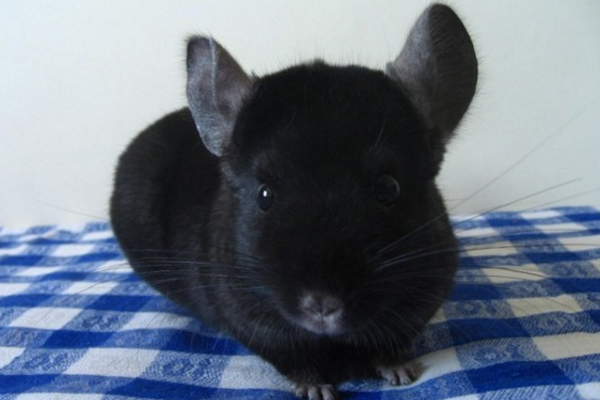 龙猫多少钱一只可以买,龙猫的价格主要取决于什么