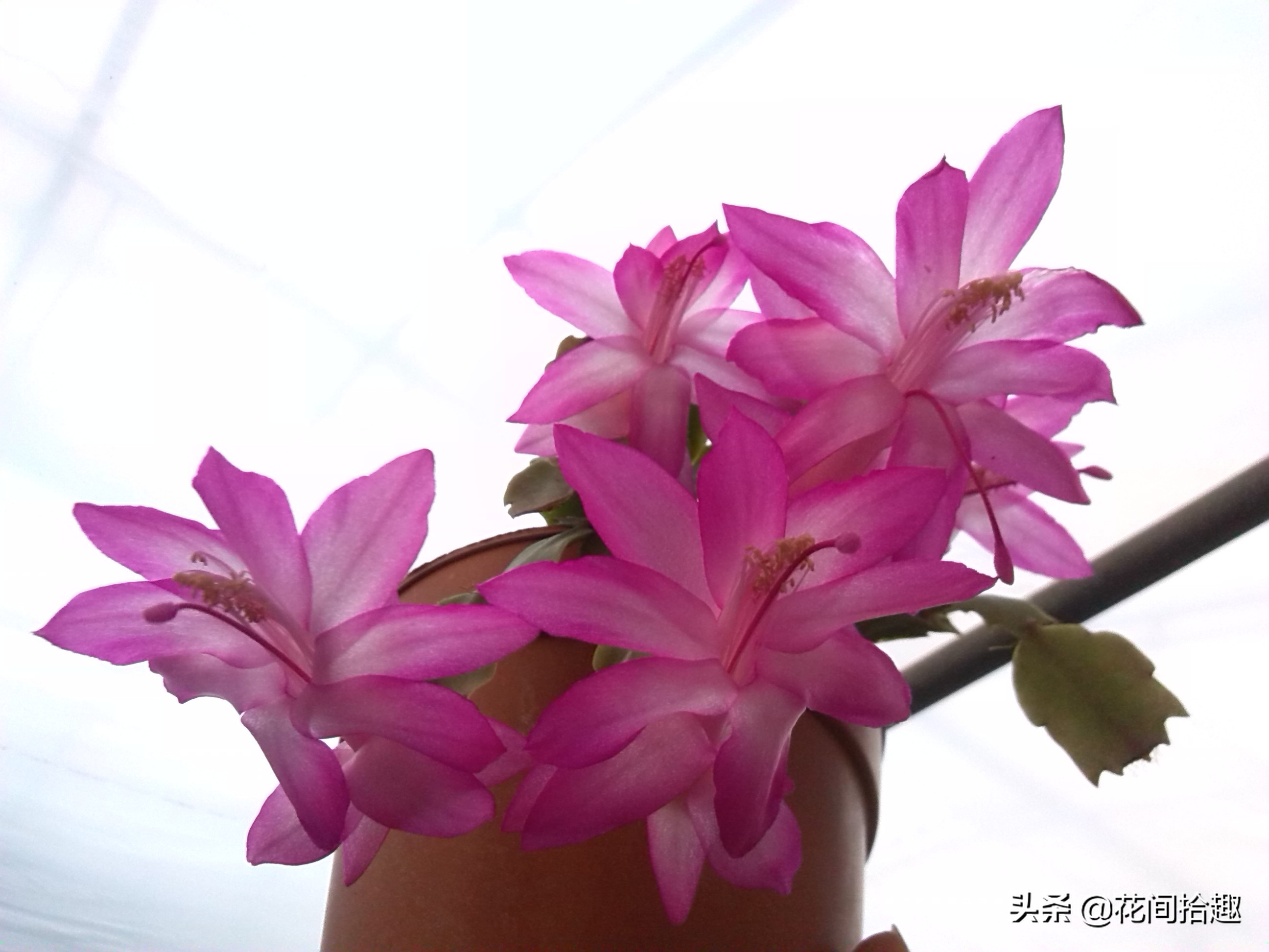 万重山仙人掌属于多肉植物吗,万重山多肉植物仙人掌易养