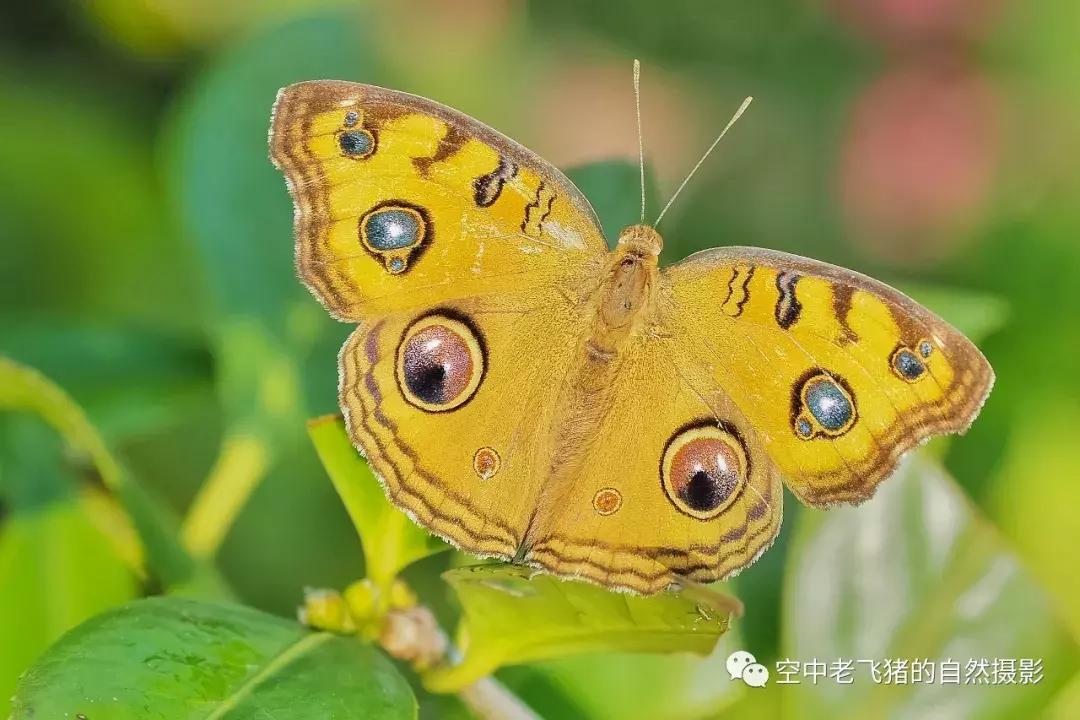 奥林巴斯12-100pro参数,奥林巴斯12-100pro镜头测评