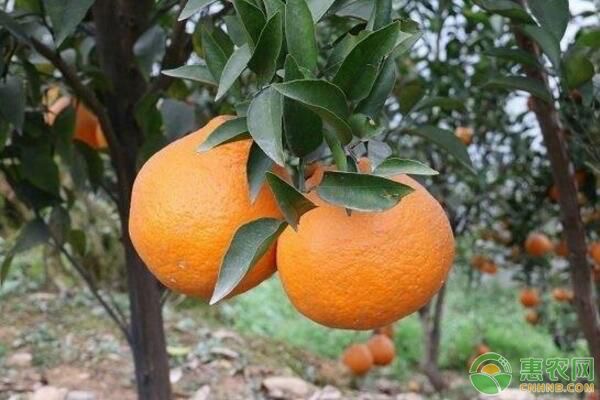 耙耙柑为啥在四川种出来好吃,西藏耙耙柑品种介绍