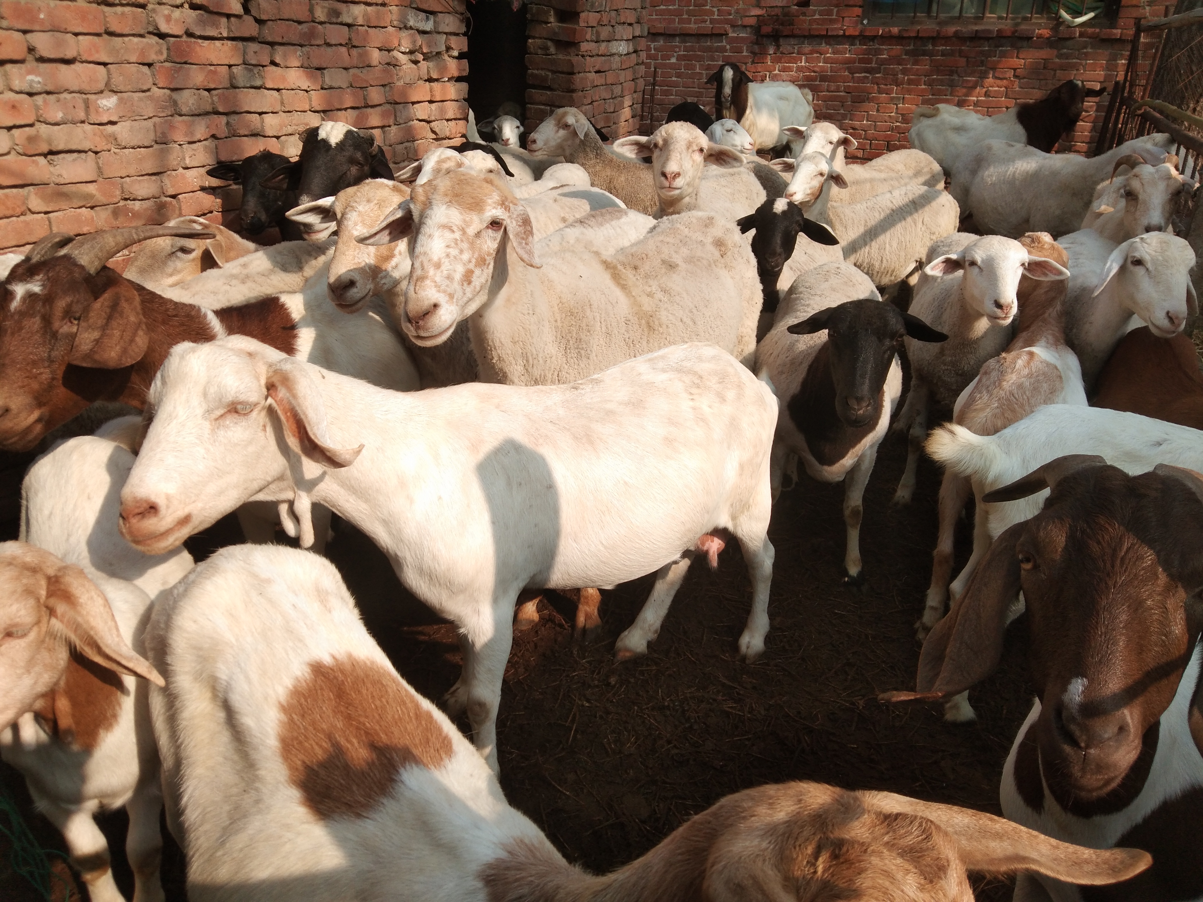 农民想搞小型养殖需什么手续,农村搞养殖场赚钱吗