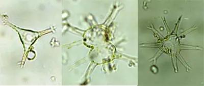 水产养殖业藻类的生命周期,水产养殖常见藻类植物