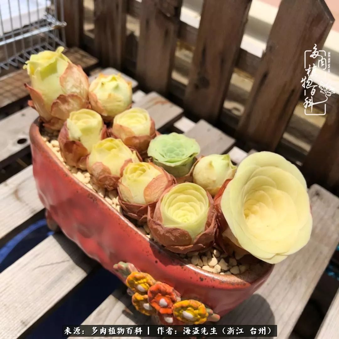 黄玫瑰这么美的风景惊艳到你了吗,优雅漂亮的黄玫瑰图片