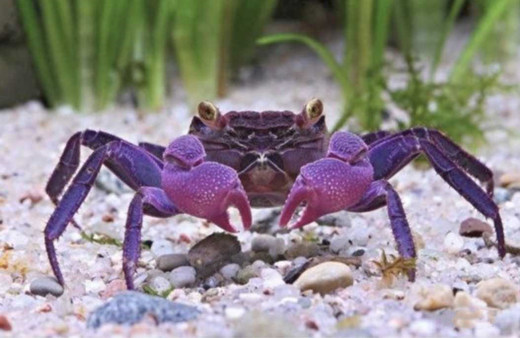 为何死掉的螃蟹不能吃,为什么死的螃蟹不能卖