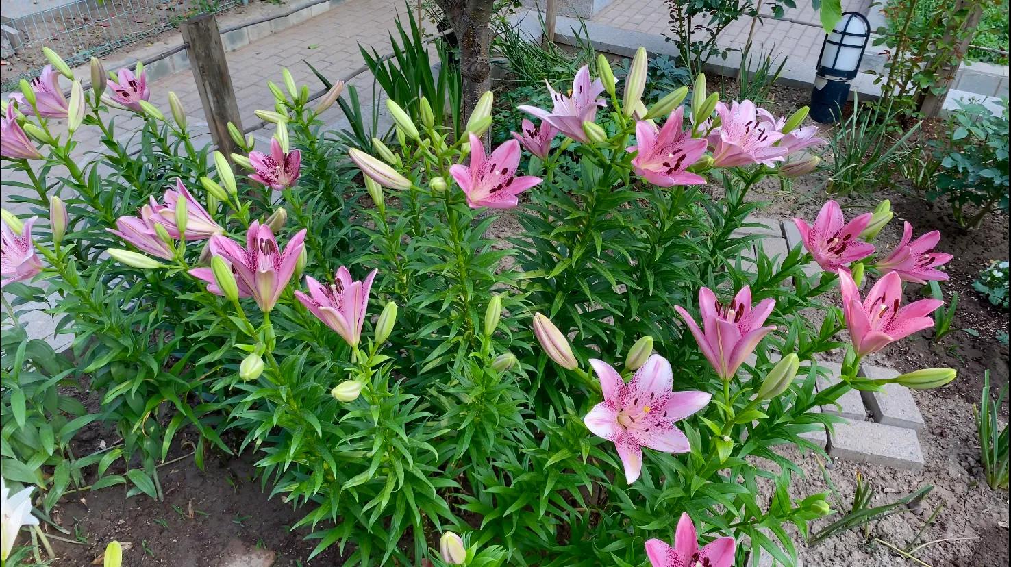 北边阳台适合种植的百合品种,不适合庭院种的百合品种