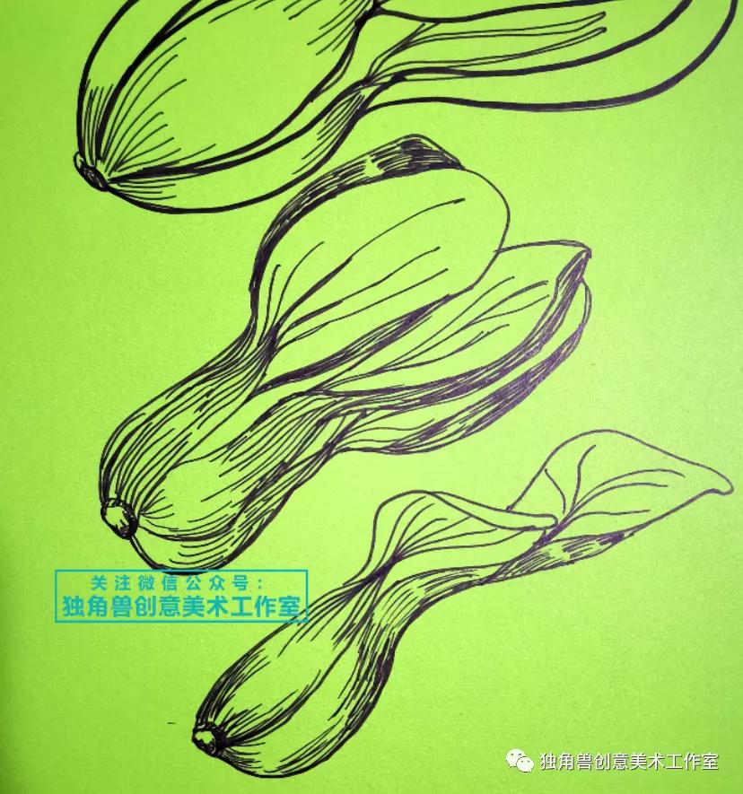 绿油油青菜绘画,蔬菜的绘画教程