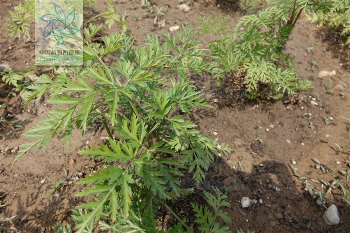 藁本神农本草经,神农本草经葛根原文