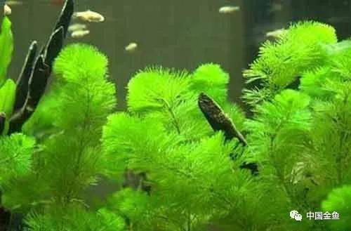 喂鱼算是养鱼最大的乐趣吗,养鱼的乐趣就是每天喂鱼