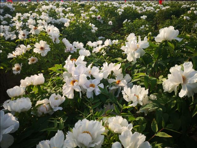 寻味沙河,寻味姐妹沙河烤鸡腿