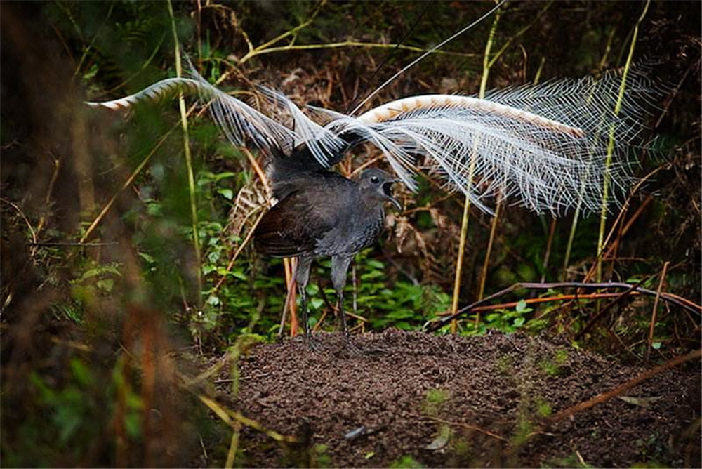野外发现的奇特鸟,原始山林发现奇怪的鸟