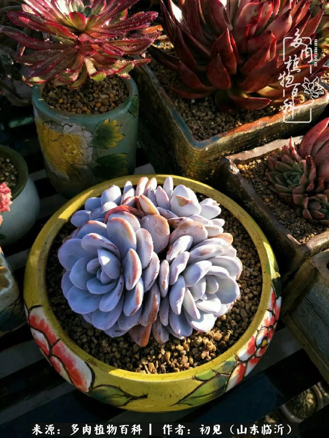 四季颜值在线的多肉,多肉的每一天