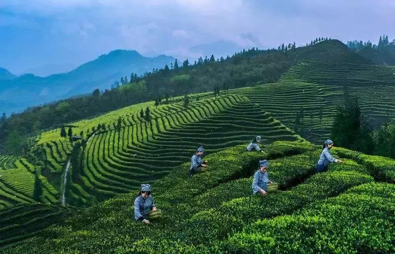 第8届四川国际茶业博览会,四川茶博会在哪里举办