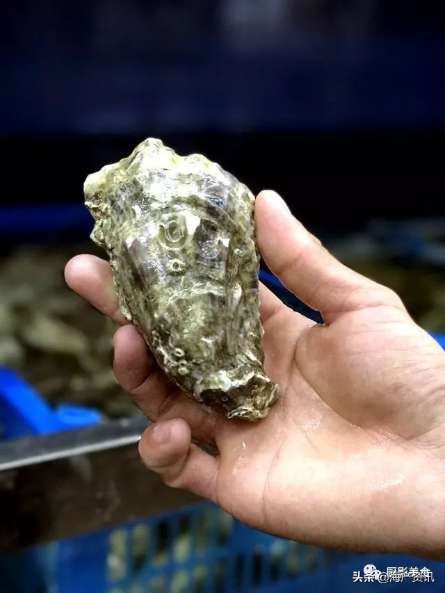 世界十大顶级海鲜品种,全球顶级海鲜食材大赏