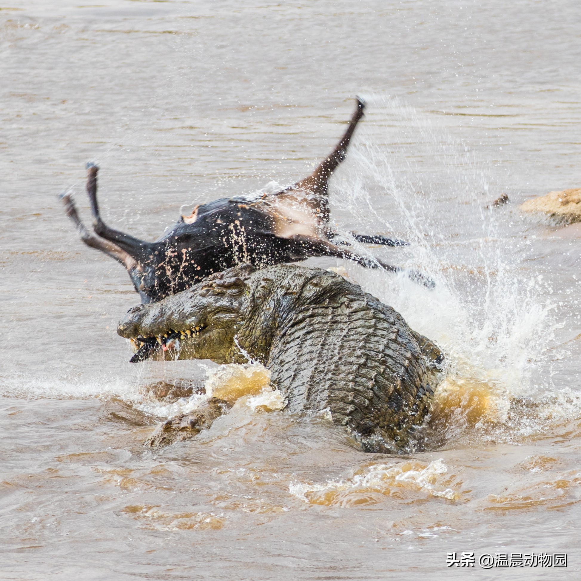鳄鱼是冷血动物真的养不熟嘛,最大的鳄鱼湾鳄和尼罗鳄