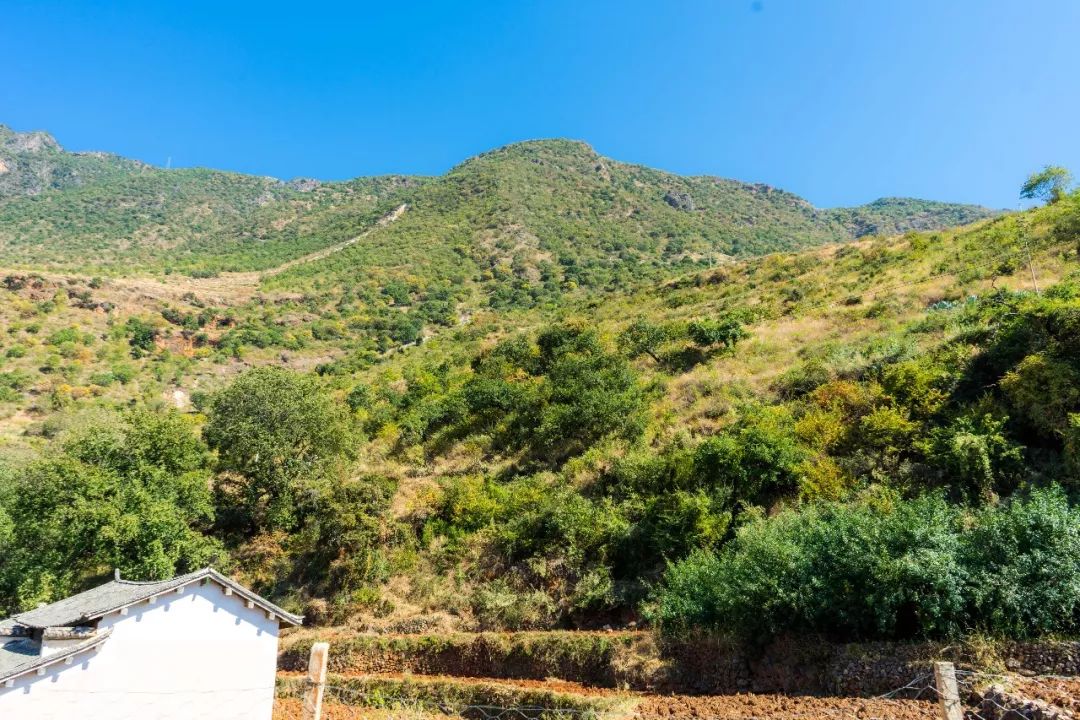 土蜂蜜取蜜全过程,土蜂蜜正确取蜜方法