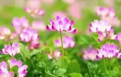 摄影艺术100种花的花语太全了,100种花卉和花语