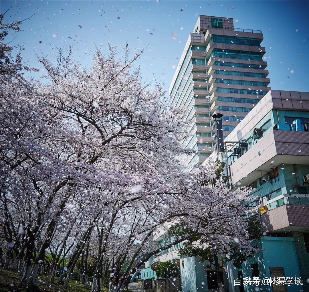 最佳赏樱攻略,2021赏樱攻略来啦快来看