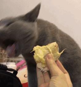 胃疼刷牙恶心想吐怎么回事,早上刷牙恶心想吐反胃吃什么药