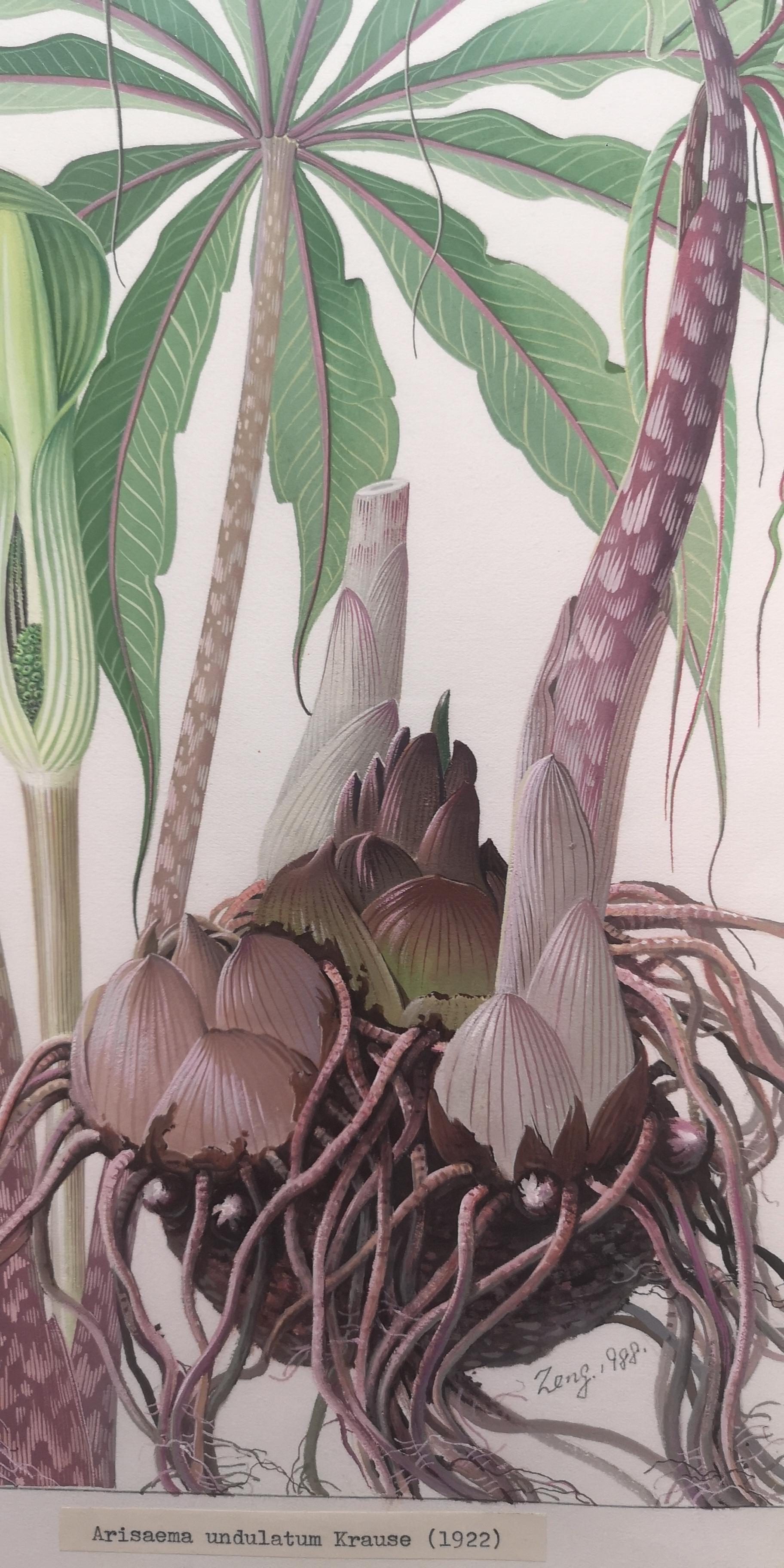 植物画家曾孝濂,画家曾孝濂作品欣赏