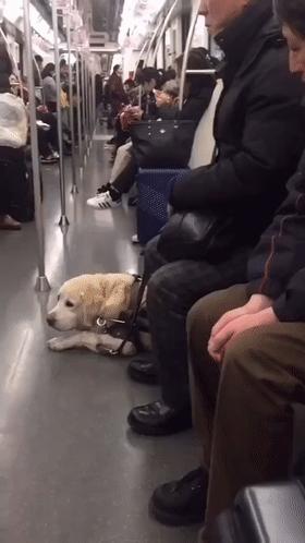 导盲犬被踩了也不敢出声怎么办,导盲犬在地铁压到脚原视频