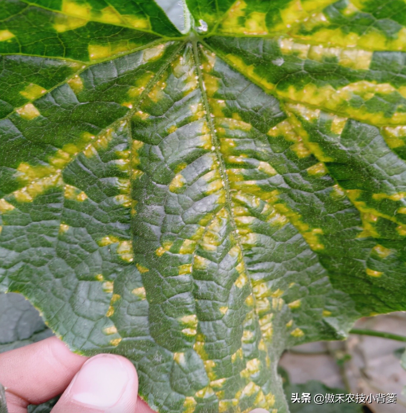 叶片上出现黄斑点是什么病,叶片有黄斑白斑怎么办