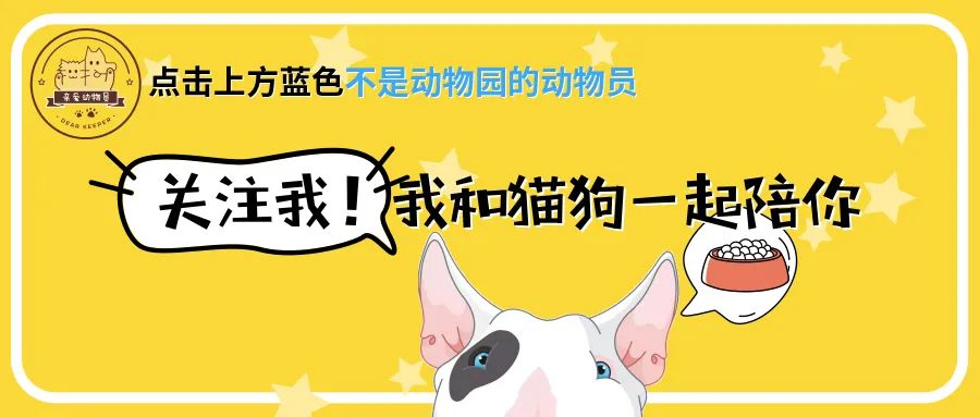 猫咪马杀鸡的视频,猫咪马杀鸡需要办卡吗