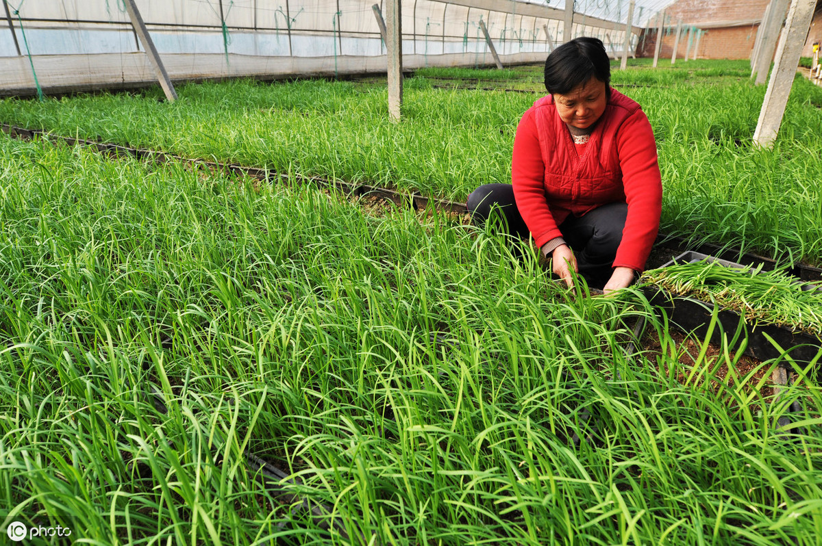 了解一种农作物的种植时间过程,种植各种农作物管理方法