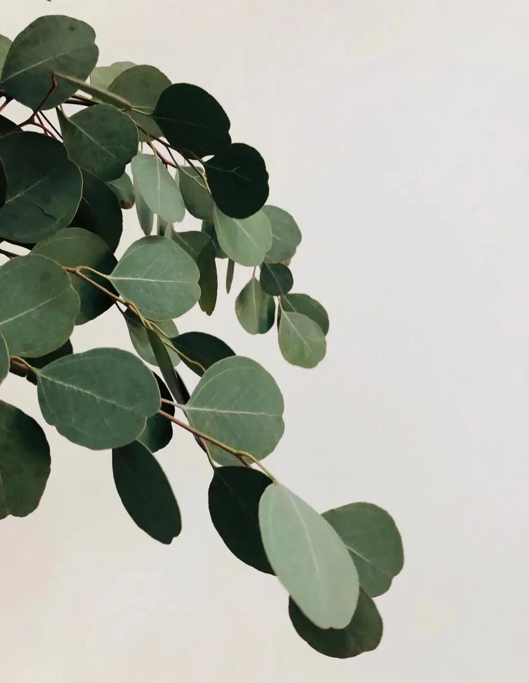 尤加利庭院,冷郁气质怎么形容