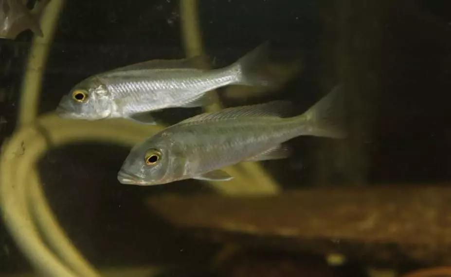 自己做大型水陆缸,在家自己打造一个沙漠缸