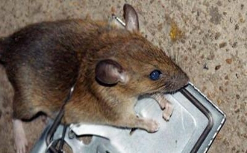 家里出现老鼠怎么办,住宅除老鼠方案