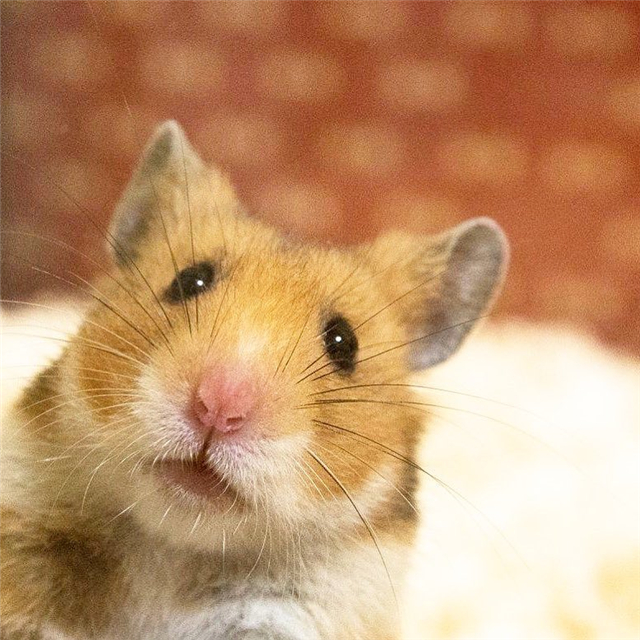 仓鼠也会拆家，饲主为“奖励”鼠鼠，拿出了酸酸的橘子