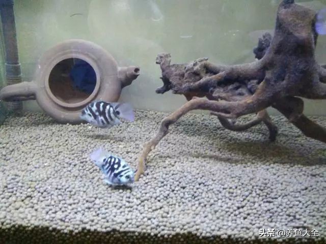 养水母和养鱼哪个难,养鱼真的那么麻烦吗