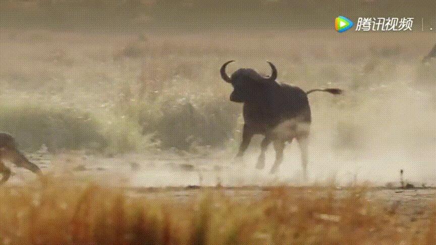 顶级捕猎者狩猎场面,狼群捕猎瞬间