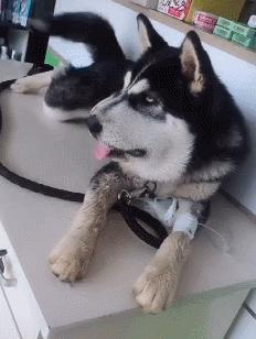 狗狗们天生好斗，被蛇“亲”过后脸都肿成了猪头，真不让人省心啊